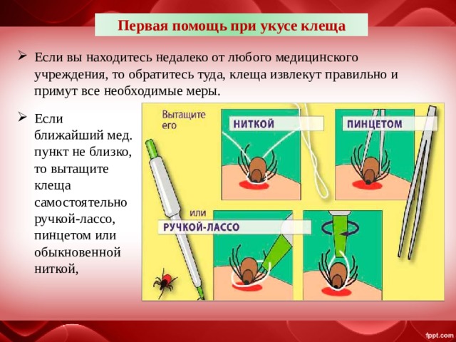 Первая помощь при укусе клеща презентация