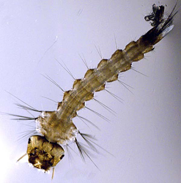 Малярийные комары: цикл развития, как выглядит самка и личинка, последствия укуса