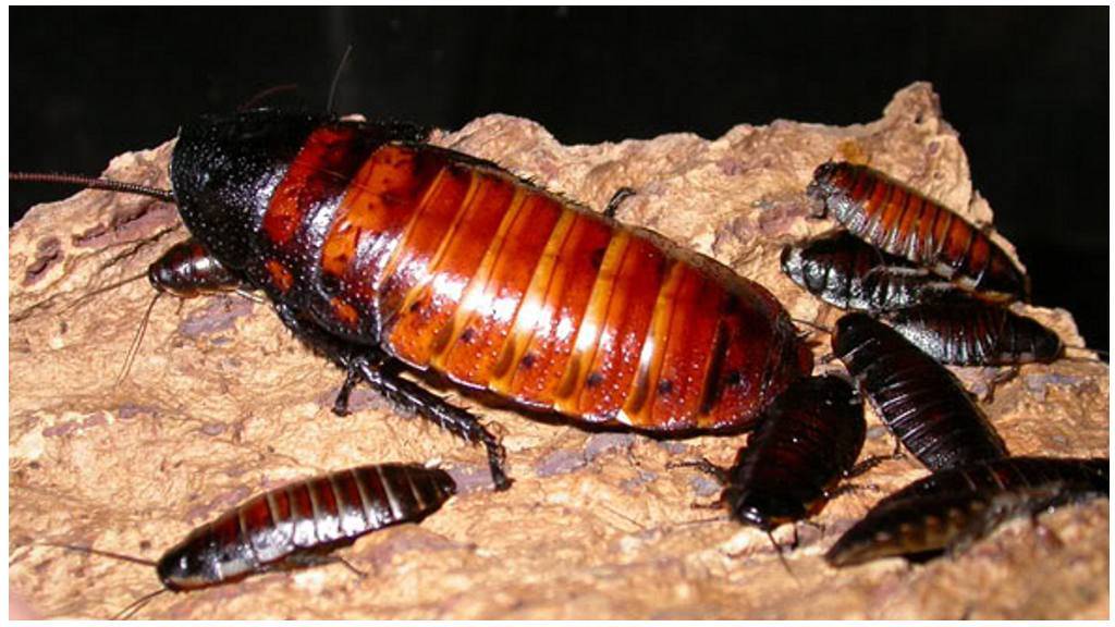 Содержание мадагаскарских тараканов в домашних условиях