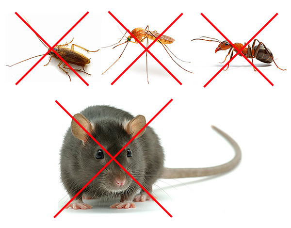 Отпугиватель мышей и крыс: эффективность гуманного способа борьбы с грызунами