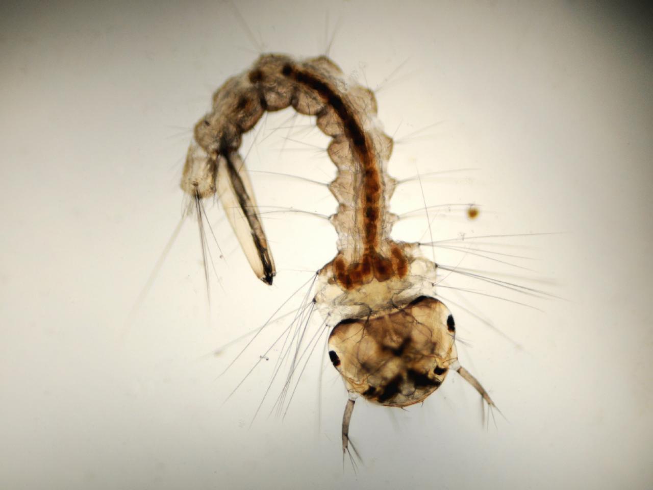 Чем питается комар? обзор предпочтений насекомого в зависимости от пола и стадии развития