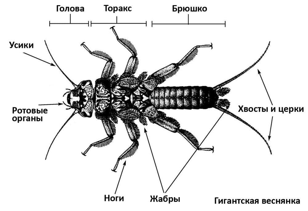 Чем опасна двухвостка: правда и мифы