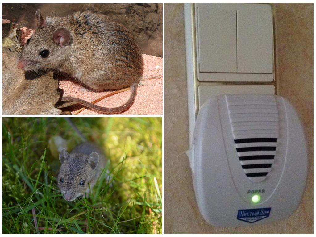 Боятся ли мыши запаха хлорки