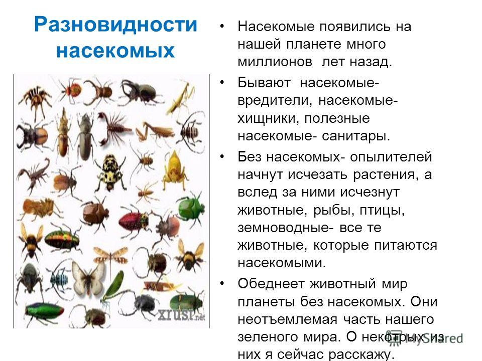 Домашние насекомые в квартире: названия и фото