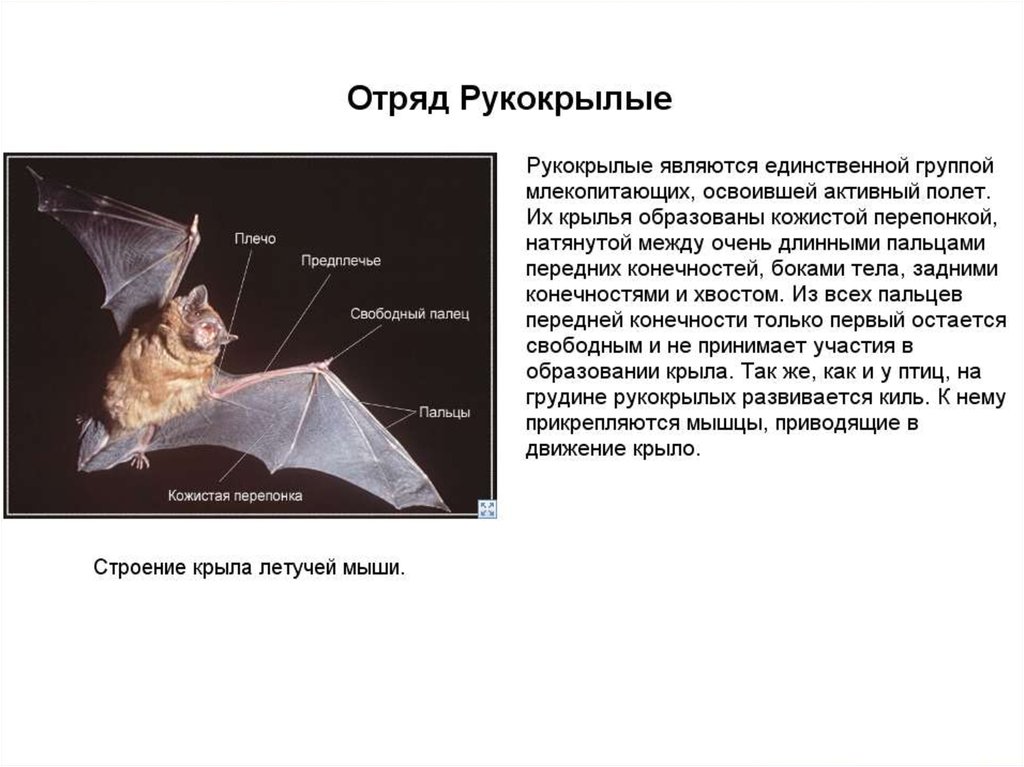 Летучая мышь – фото, описание, виды, чем питается, где обитает