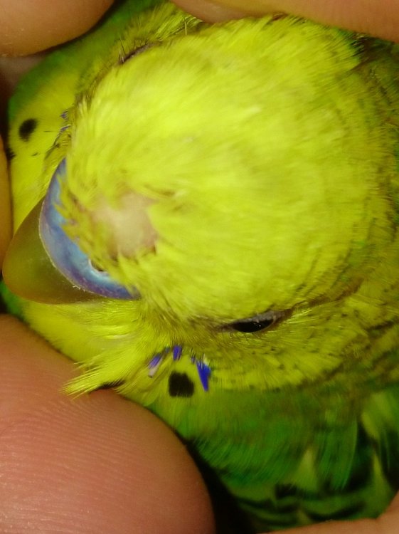 Паразиты у волнистых попугаев: симптомы, лечение и профилактика