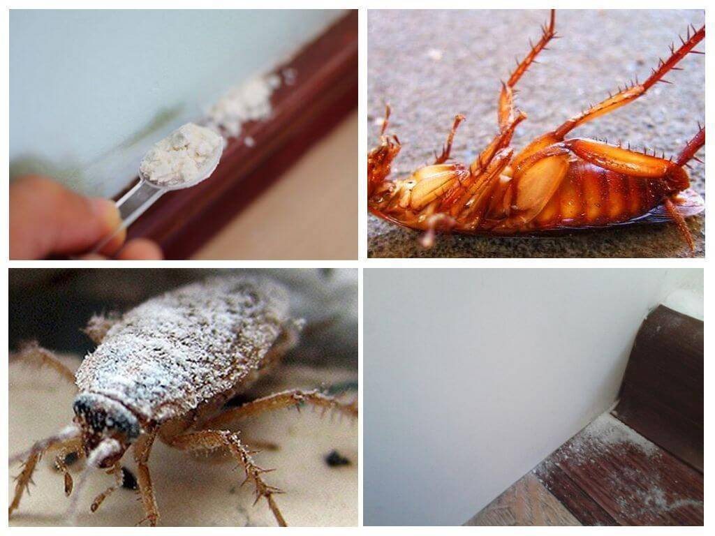 Как избавиться от тараканов в частном доме?