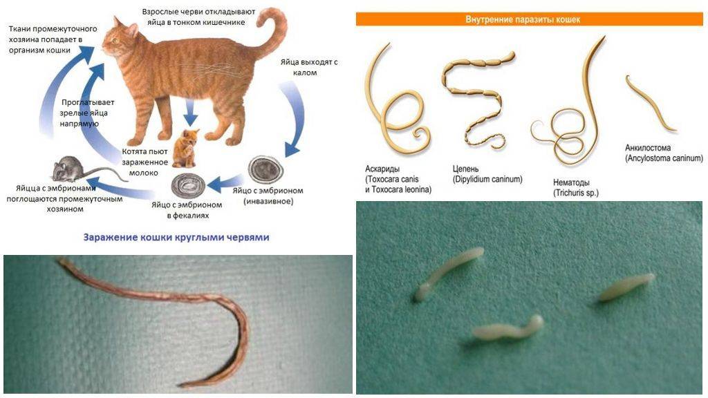 Наружные и внутренние паразиты у кошек
