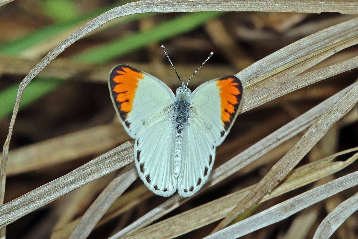 Бабочка многоцветница – фото и описание пестрой долгожительницы