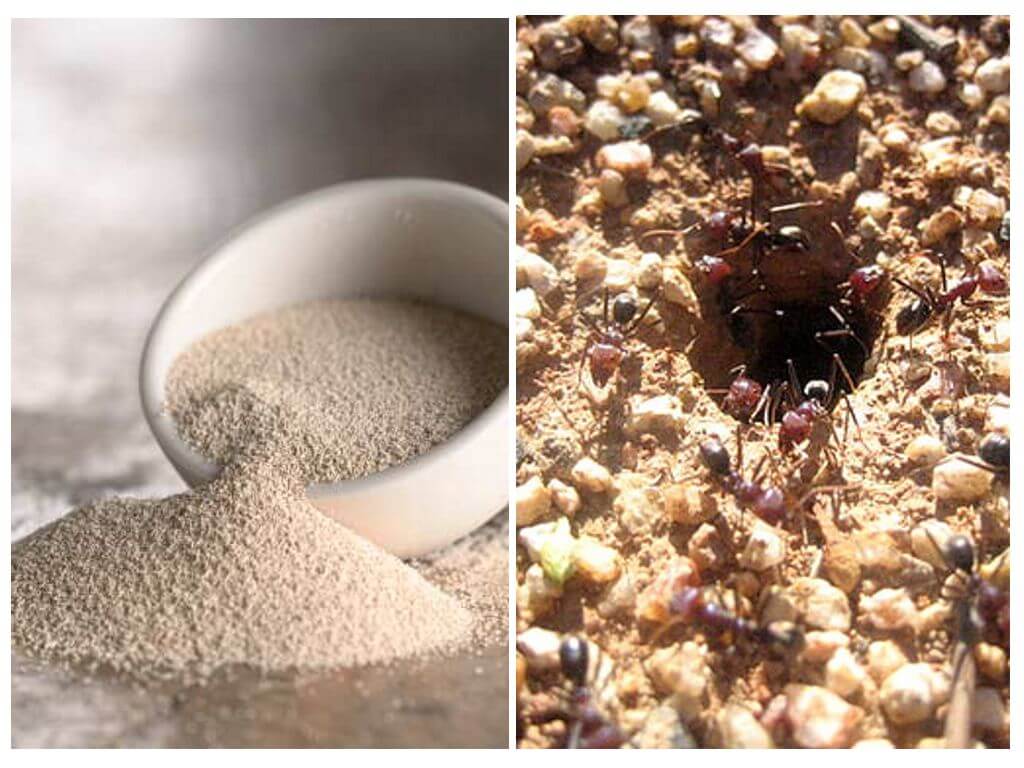 Как избавиться от муравьев при помощи манки