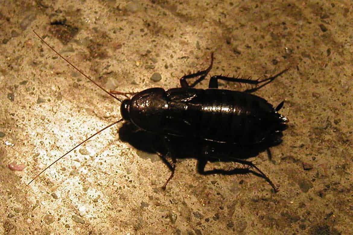 Черные тараканы в квартире