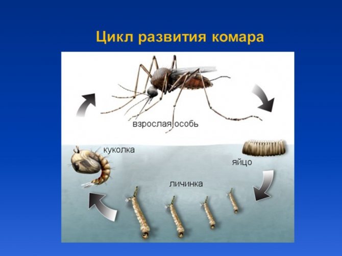 Как размножаются комары, чем питаются, сколько живут