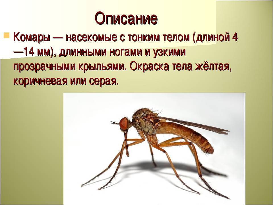 Виды комаров