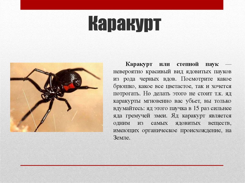 Самые опасные пауки в мире (фото): топ-6
