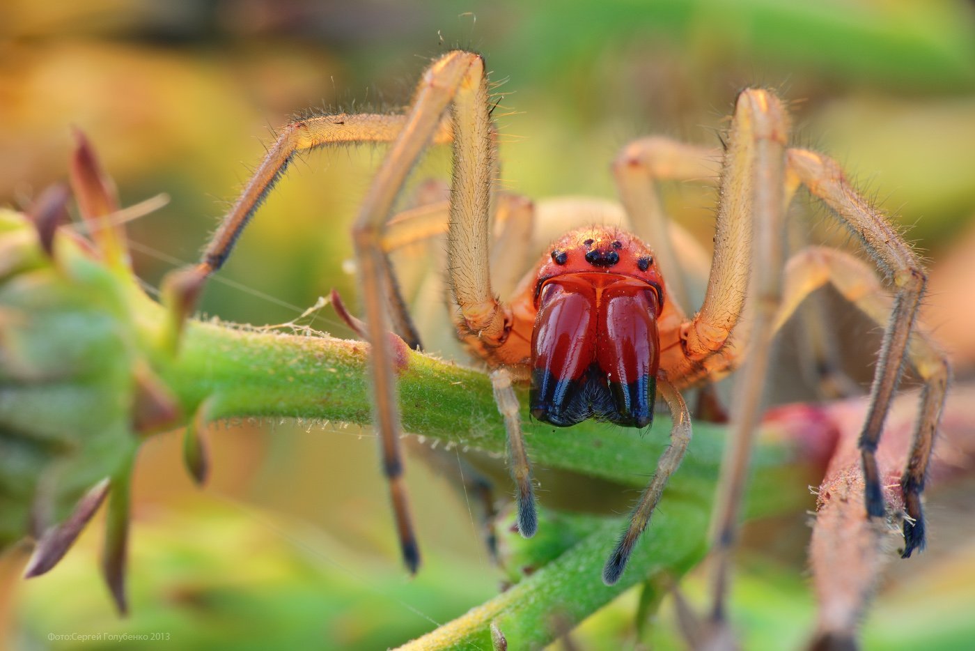 Виды ядовитых. Cheiracanthium punctorium. Мешочник (сумочный паук). Паук Cheiracanthium punctorium ядовитый. Желтосумный колющий паук.