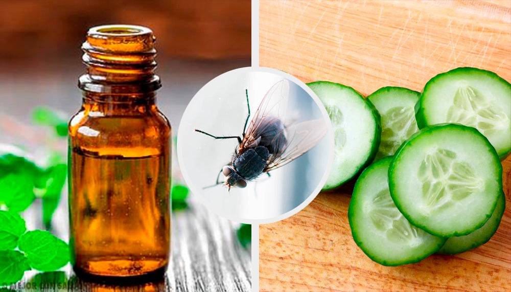 Ирисовая муха-причины и способы борьбы с вредителем