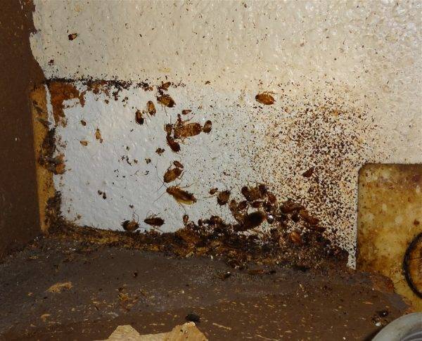 Где живут тараканы: как найти их гнездо в квартире