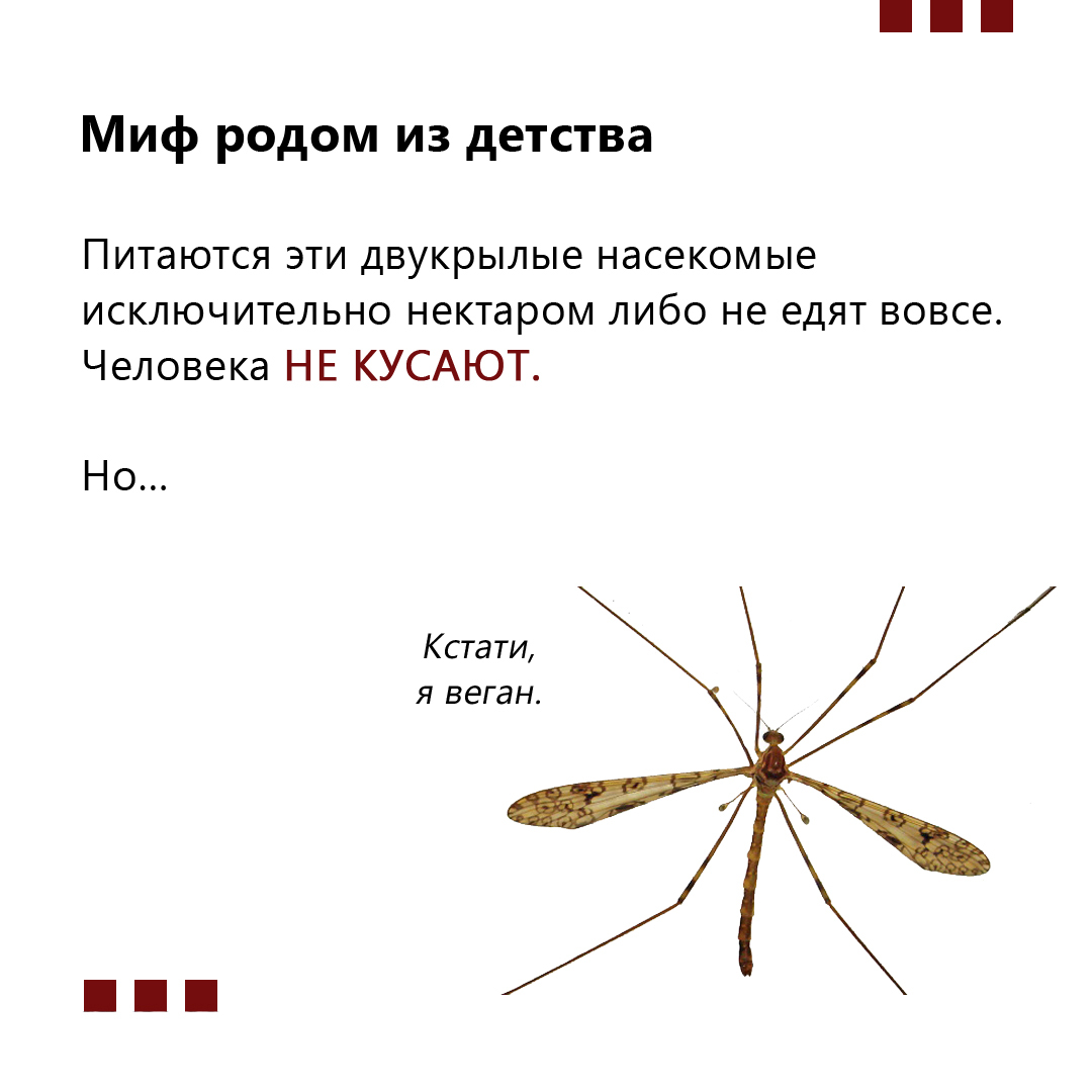 Правда ли, что в исландии не живут комары