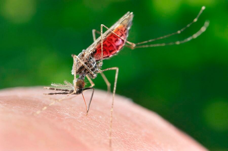 Укус малярийного комара: симптоматика и способы лечения