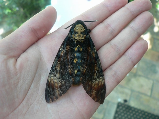 Как выглядит бабочка "мертвая голова". гусеница бабочки "мертвая голова"