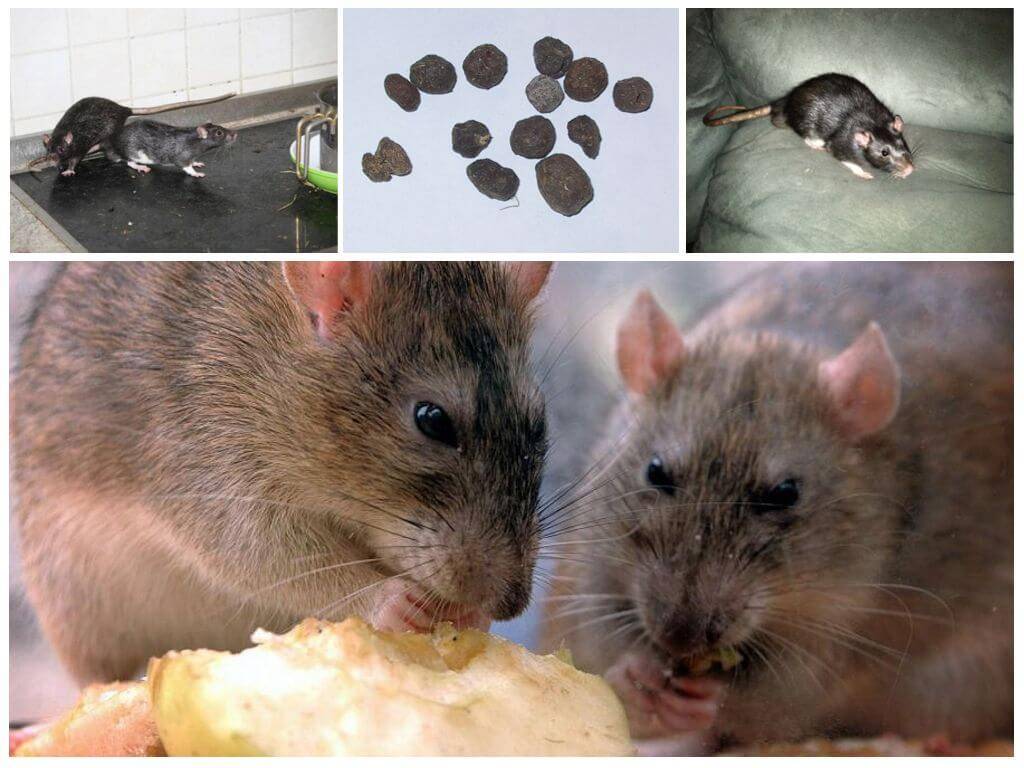 Чем вывести мышей из квартиры в домашних условиях быстро и эффективно