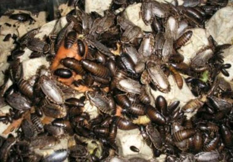 Мадагаскарский таракан - разведение и содержание в домашних условиях