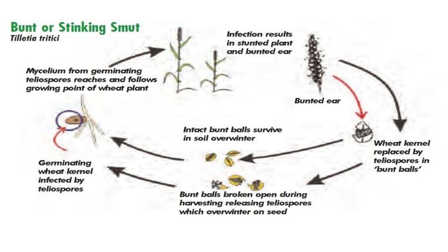 Пшеничный трипс: особенности развития, природные враги и способы борьбы с вредителем