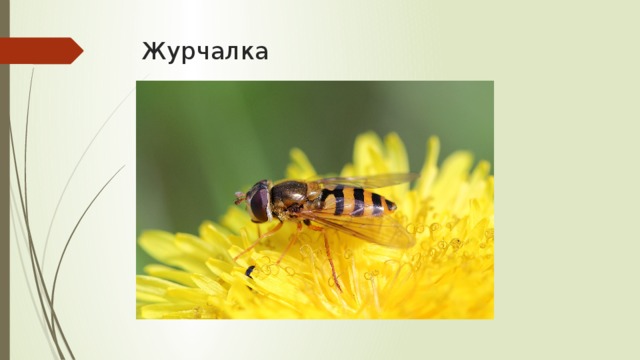 Полосатая муха, похожая на осу. журчалка – муха, похожая на пчелу на цветах часто встречаются мухи журчалки