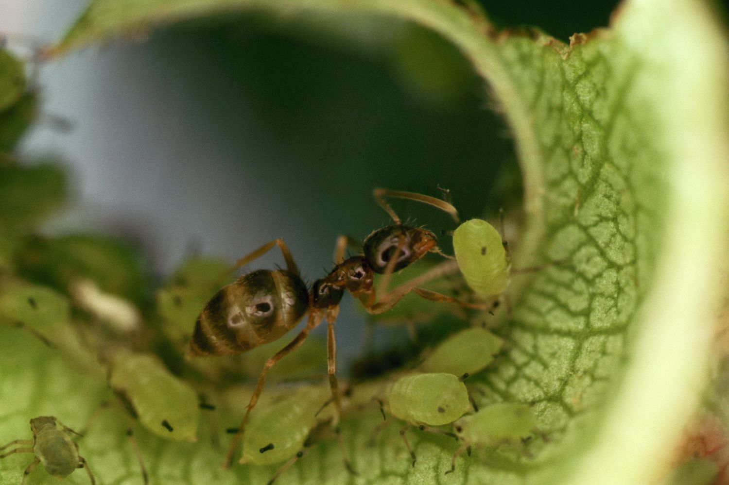 Тля рыжий муравей тип биотических отношений. Муравьи пасут тлю. Мутуализм муравьи. Тля и муравьи. Муравей и тля Тип взаимоотношений.