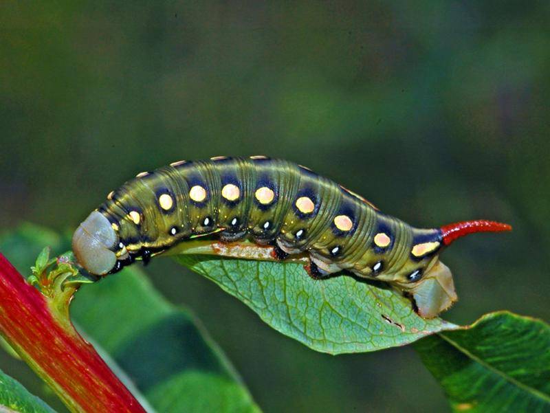 Волосатые гусеницы (мохнатые) - фото и описание