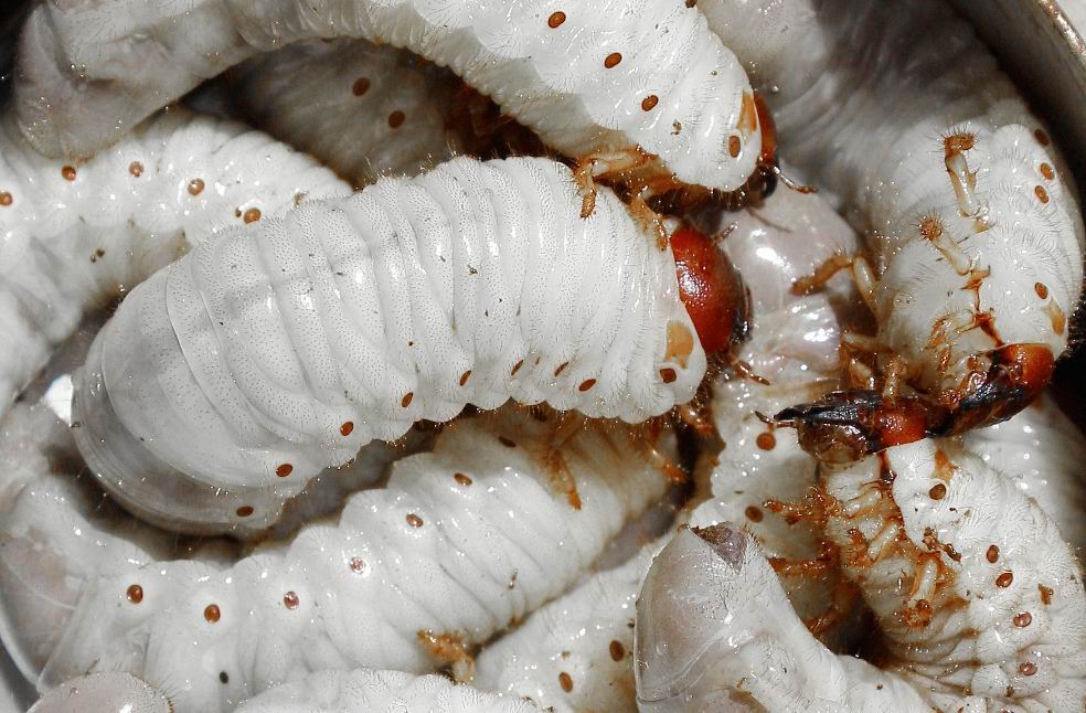 Личинки майского жука, как с ними бороться. как избавиться от личинок майского жука в саду и огороде навсегда | дачная жизнь