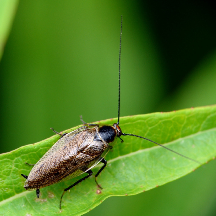Экзотические гиганты: можно ли содержать тараканов архимандритов дома