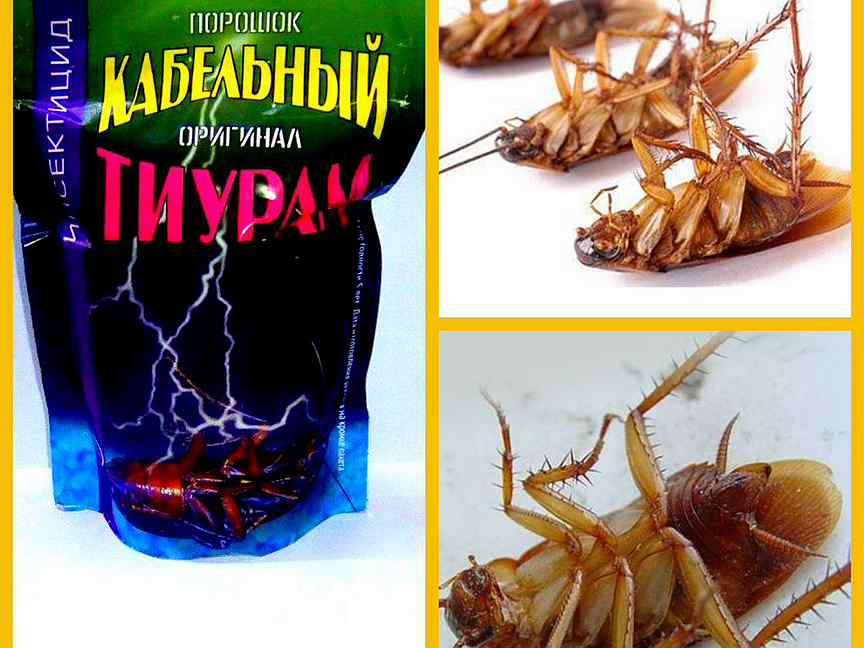 Тиурам порошок от тараканов: инструкция по применению