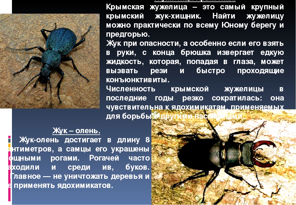 Хлебная жужелица, как выглядит, какую опасность для сельского хозяйства представляют личинки и взрослые жуки