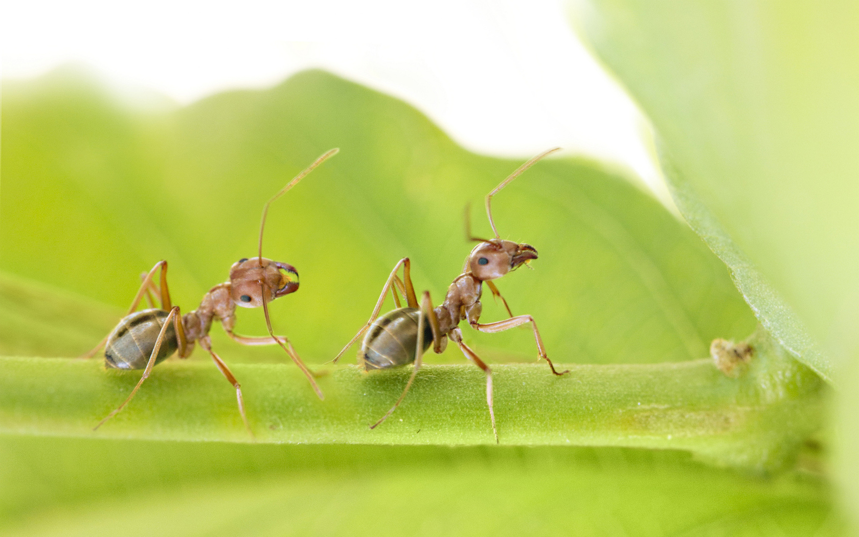 Как избавиться от летающих муравьев: эффективные способы