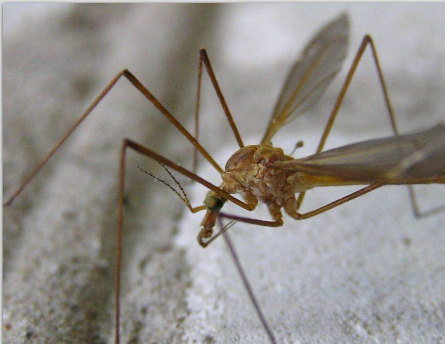 Интересные факты о комарах, или за что уважать кровососа