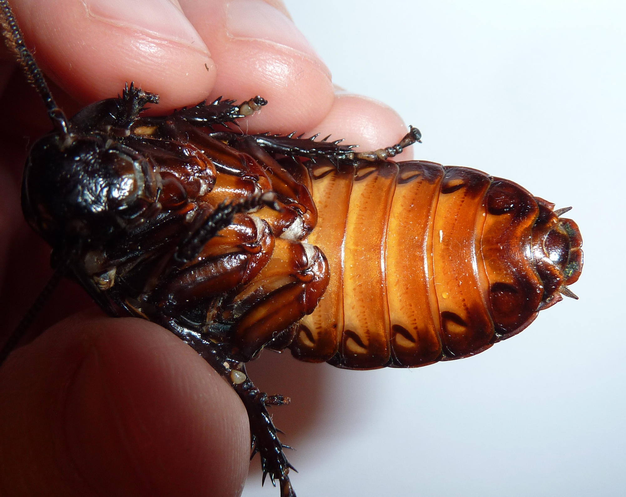 Мадагаскарский шипящий таракан | мир животных и растений