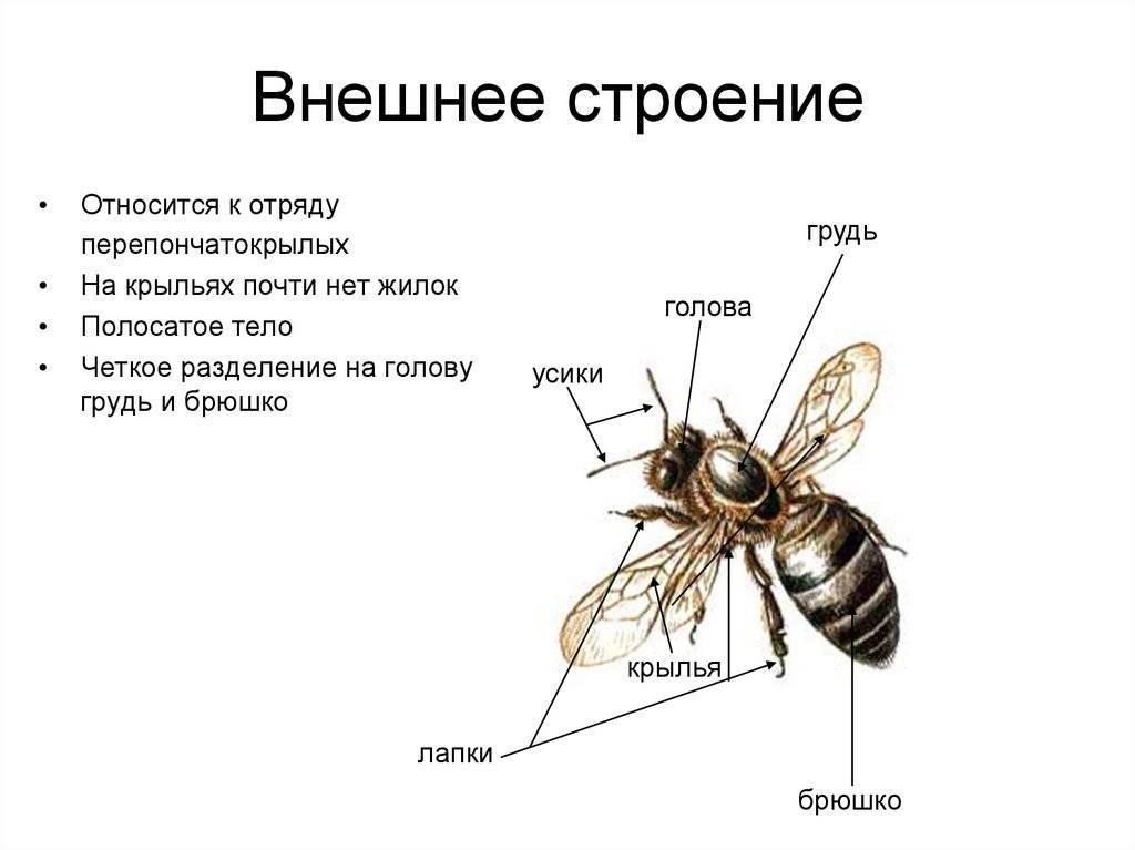 Общественные насекомые. кто они такие и как живут