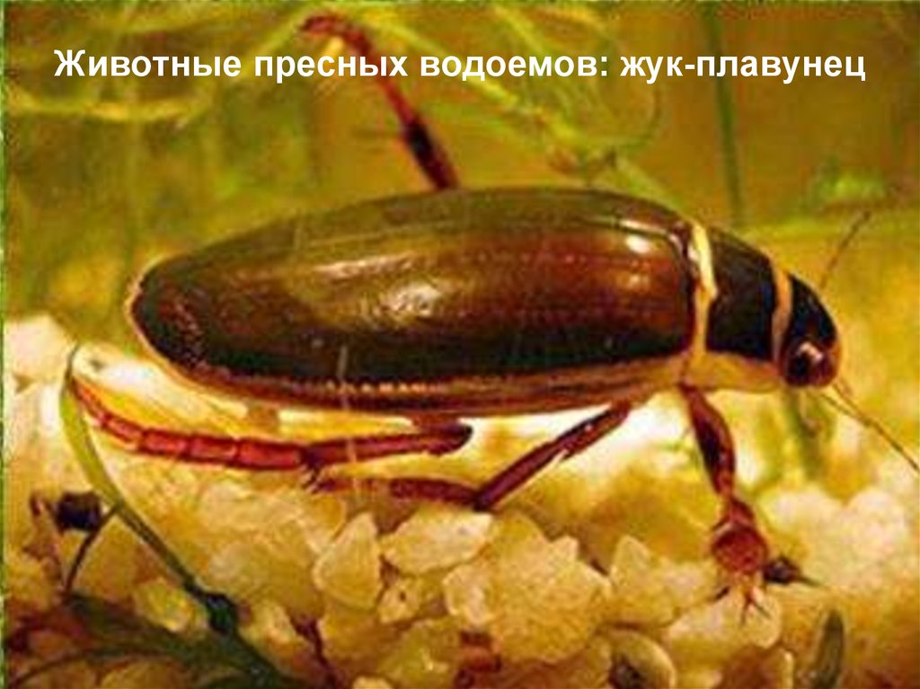 Плавунец широчайший — самый крупный и редкий жук в водоемах России