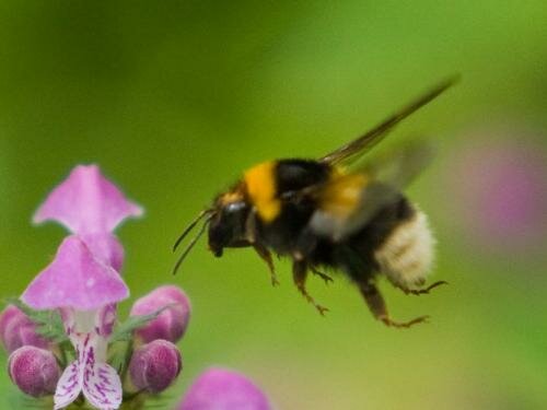 Шмель: виды, особенности где живут и чем питаются представители семейства настоящих пчел