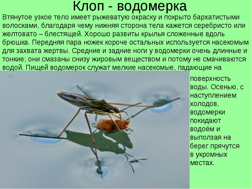 Как выглядит водомерка (клоп): удивительное насекомое, которое бегает по воде