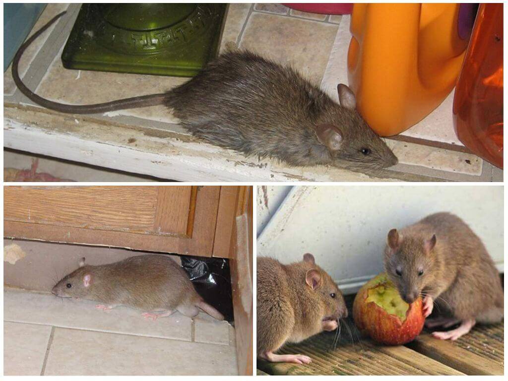 Как избавиться от крыс в квартире на первом этаже - эффективные средства и способы