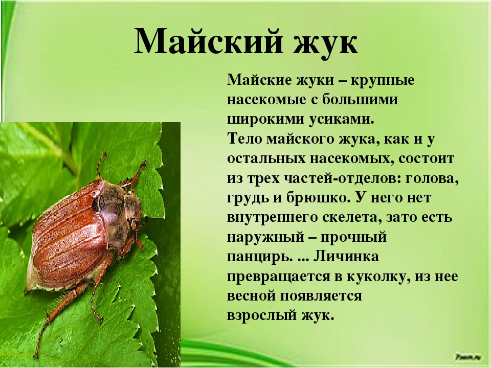 Мраморный жук: июльский шумный вредитель