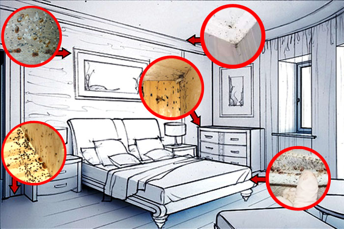 Где живут тараканы: откуда они в квартире, как их обнаружить