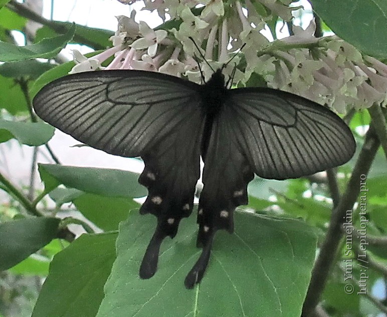 Бабочка брюквенница: фото и образ жизни распространенного вида