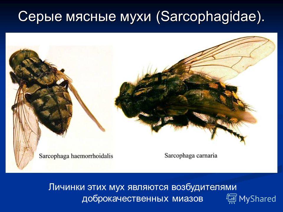 Комнатная муха - фото и описание