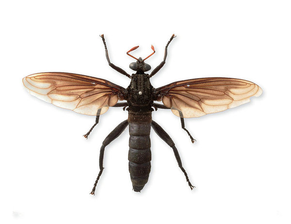 Самая большая муха в мире