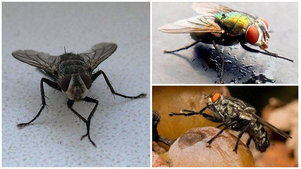 Почему мухи потирают лапки