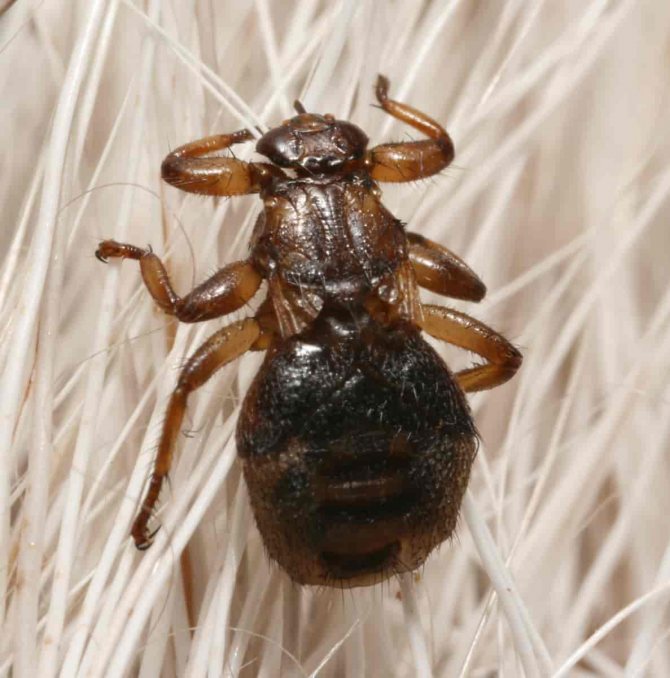 Лосиная муха: фото, описание, чем опасна