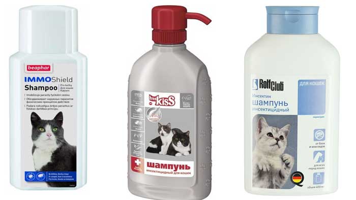 Выбираем шампунь от блох для котят и кошек